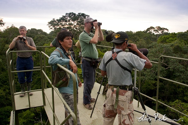 Scanning the tree tops from the canopy tower
